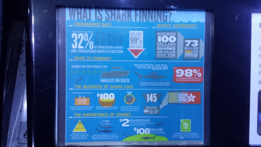 What is Shark Finning
